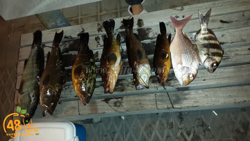 isma3el abo el teef (3).jpg